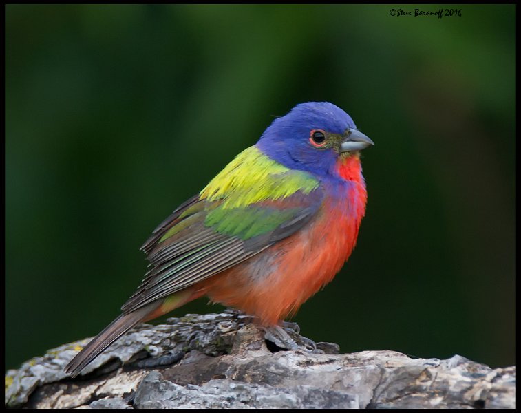_6SB2355 painted bunting.jpg